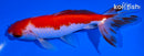 4.75" SARASA WATONAI GOLDFISH
