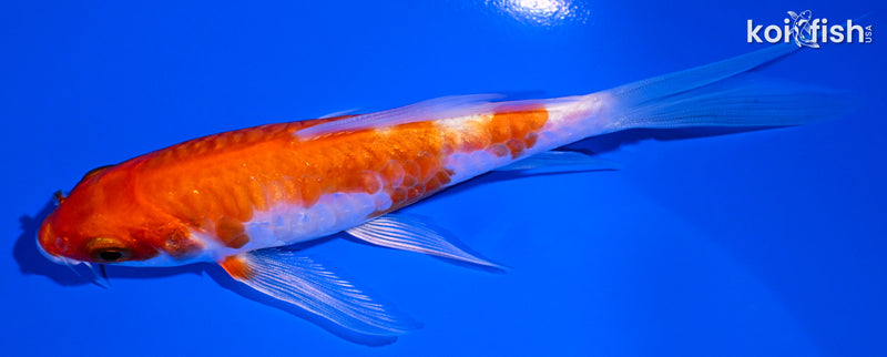 5" HARIWAKE BUTTERFLY