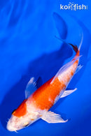 4.5" HARIWAKE BUTTERFLY