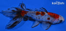 5.5" CALICO WAKIN GOLDFISH