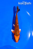 5" ORENJI MATSUBA