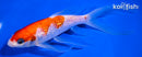 7" GINRIN KOHAKU BUTTERFLY