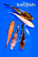 PACK OF (5) 3.75-4" MIXED STANDARD KOI