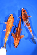 PACK OF (3) 6-7" STANDARD KOI