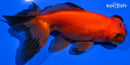 4.75" TELESCOPE GOLDFISH