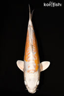 15.25" KIKUSUI