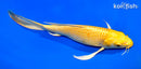 8.25" YAMABUKI OGON BUTTERFLY