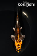 5.75" BENI GINGA