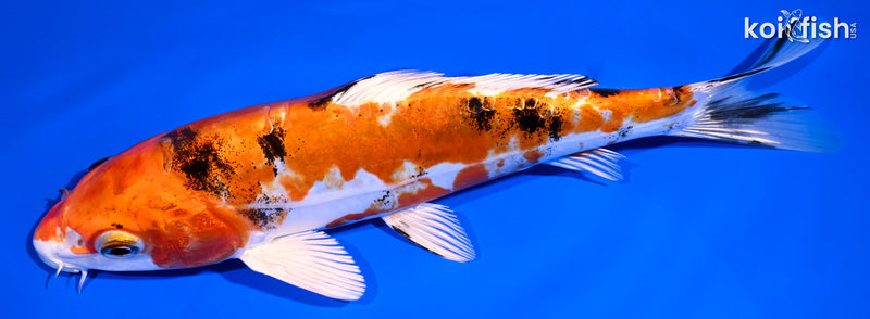 8.25" HEISEI NISHIKI