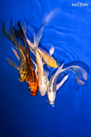 PACK OF (5) 4.5-5.5" BUTTERFLY KOI