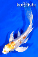 7.25" GINRIN YAMATO NISHIKI BUTTERFLY