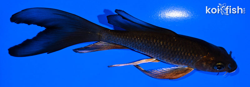 5.75" METALLIC CHAGOI BUTTERFLY