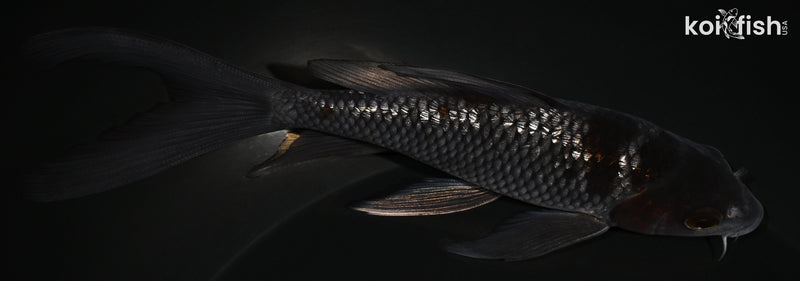 5.5" GINRIN OCHIBA SHIGURE BUTTERFLY