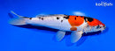 9.75" DOITSU GOSHIKI
