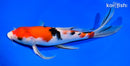 9.5" SANKE BUTTERFLY