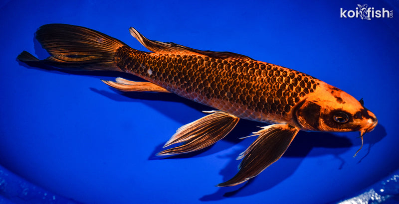14" ORENJI MATSUBA BUTTERFLY