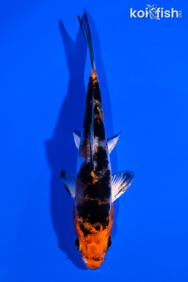 4.5" HEISEI NISHIKI