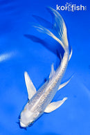 5.5" GINRIN PLATINUM OGON BUTTERFLY