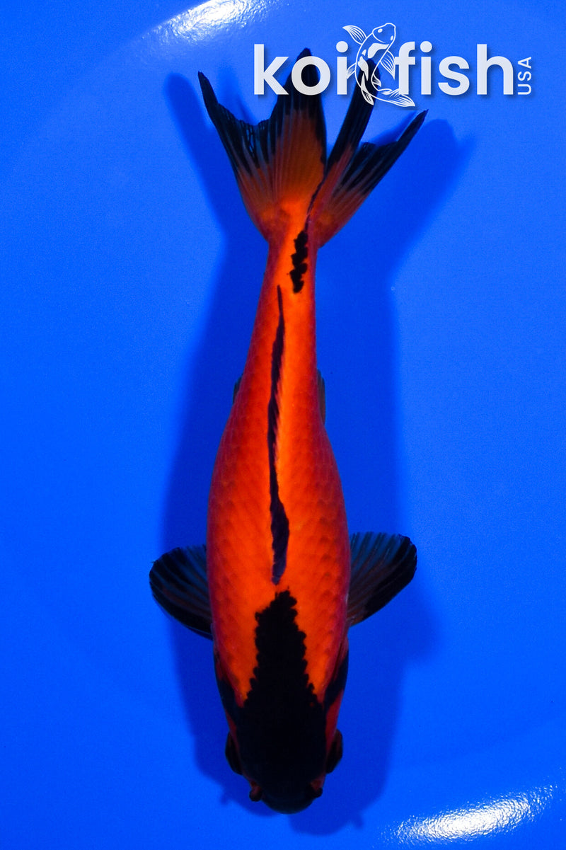 5.75" WAKIN GOLDFISH