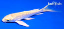 5" GINRIN YAMABUKI OGON BUTTERFLY