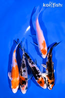 PACK OF (5) 4-5" STANDARD KOI