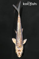 4.25" KIN KIKOKURYU