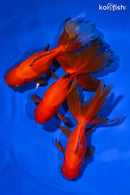 PACK OF (3) 5" ORANDA GOLDFISH