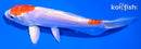 5" KIKUSUI