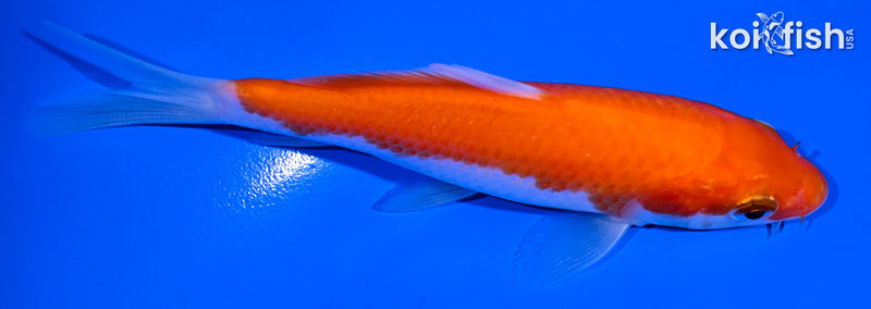 4.75" IPPONHI KOHAKU