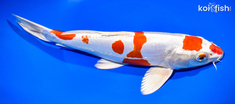 10.75" KIKUSUI