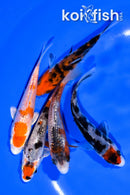 PACK OF (5) 3.75-4" MIXED STANDARD KOI
