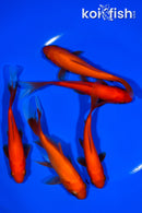 PACK OF (5) 4.75-5" COMET GOLDFISH