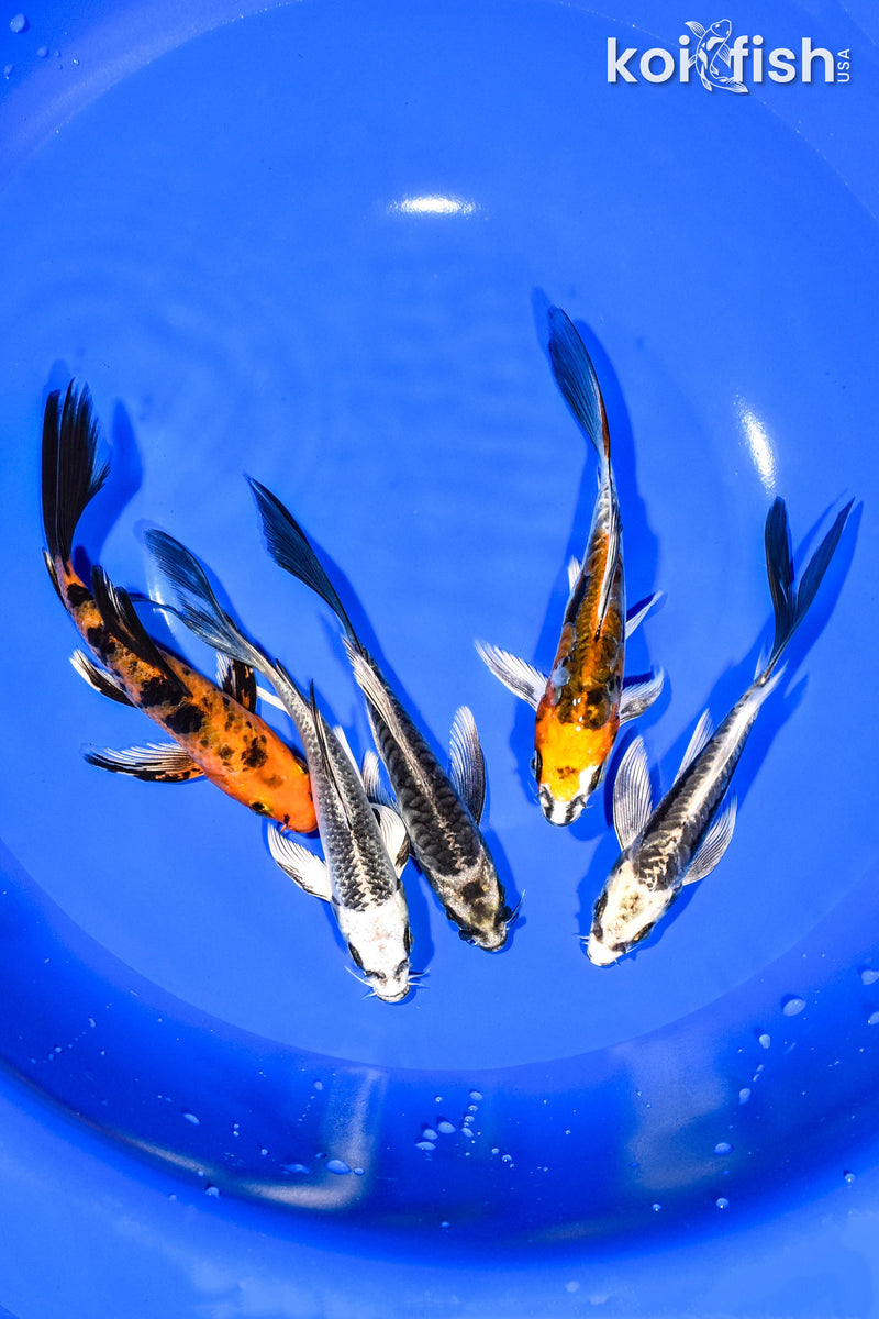PACK OF (5) 5.5" BUTTERFLY KOI