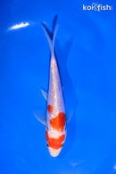 5" GINRIN KOHAKU