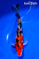 7" YAMATO NISHIKI