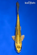 6.25" KI MATSUBA