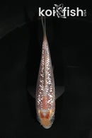 3.5" GINRIN SORAGOI