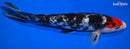 9.5" GINRIN SANKE