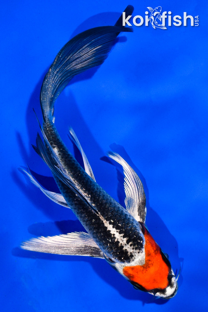 5.5" BENI GINGA BUTTERFLY