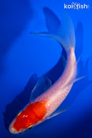 5.75" KOHAKU BUTTERFLY