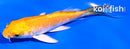 4.5" YAMABUKI OGON BUTTERFLY
