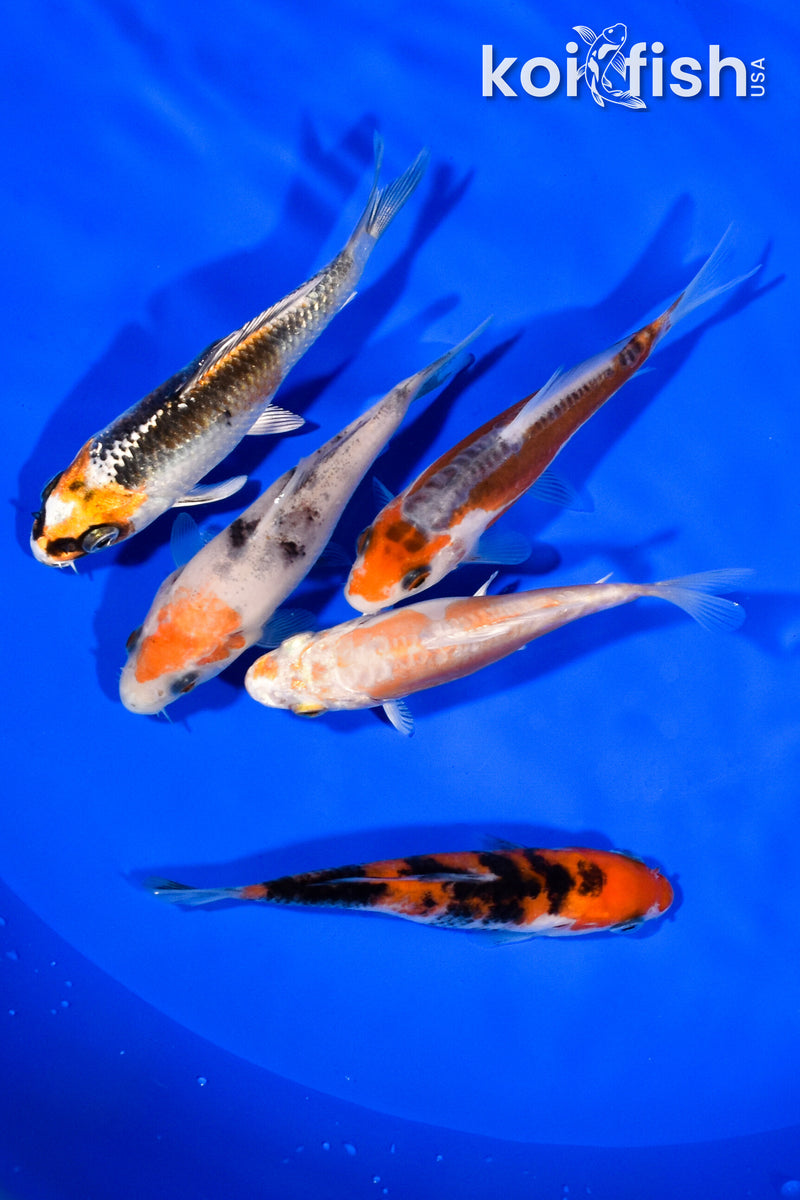PACK OF (5) 3.5"- 4" STANDARD KOI