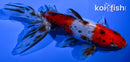 5.5" CALICO WATONAI GOLDFISH