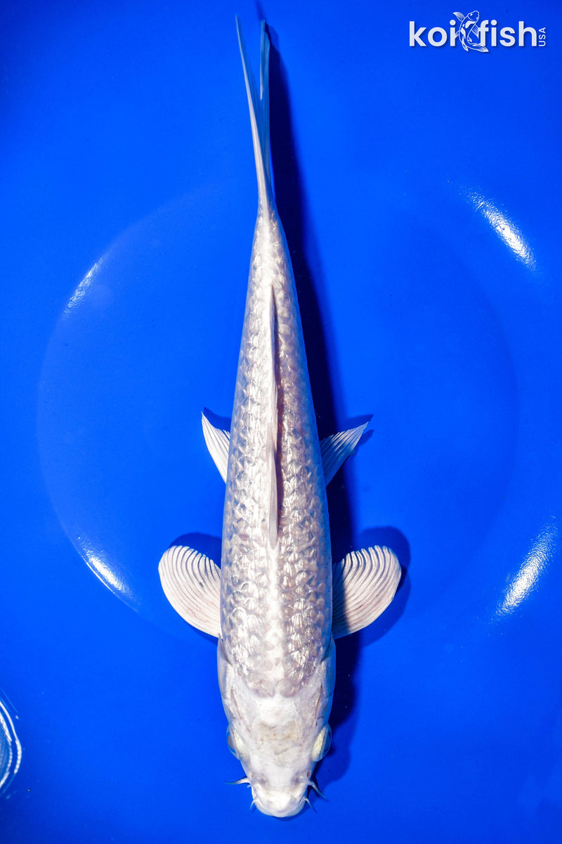 9.25" GINRIN PLATINUM OGON