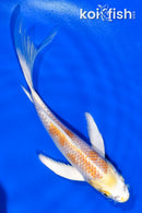 5" LEMON HARIWAKE BUTTERFLY