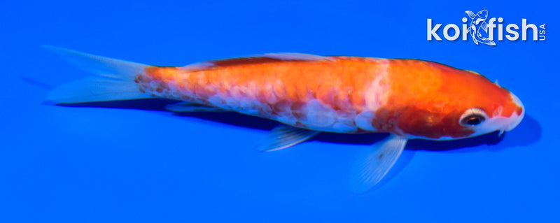 5" ARAGOKE KOHAKU