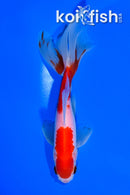 5.75" SARASA WATONAI GOLDFISH