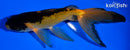 5.5" WATONAI GOLDFISH