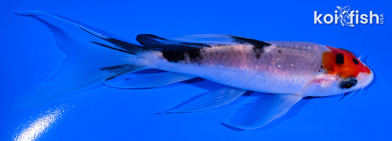 5.25" SANKE BUTTERFLY