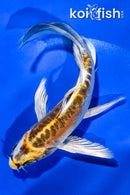 4.5" ARAGOKE KIN KIKOKURYU BUTTERFLY